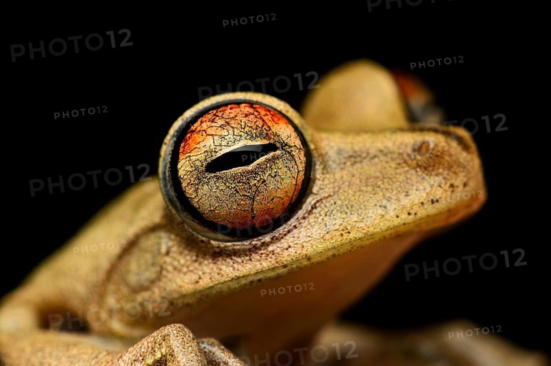 Gunther's banded tree frog (Hypsiboas fasciatus)