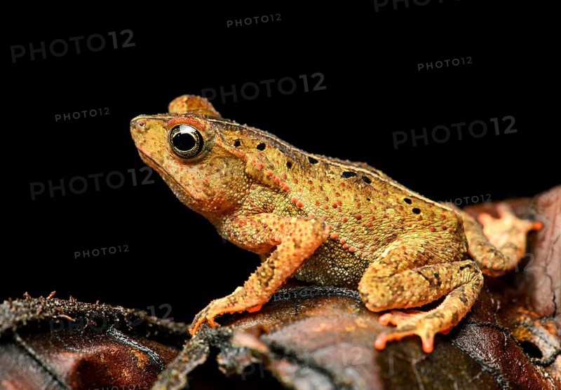 South American common toad (Rhinella margaritifera)