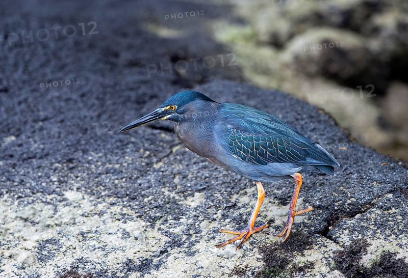 Striated Heron (Butorides striatus)