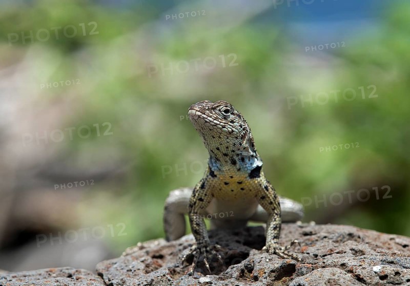 Floreana lava lizard (Microlophus grayii)