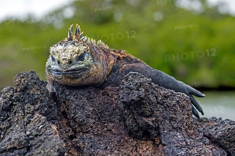 Sea Lizard (Amblyrhynchus cristatus albemarlensis) lies on rock