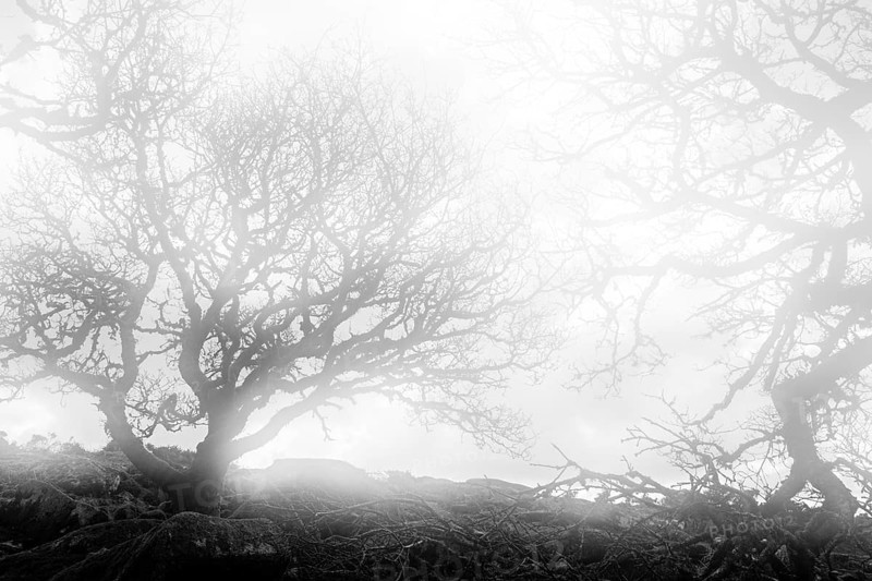 Ancient oaks in the fog in Wistmans Wood