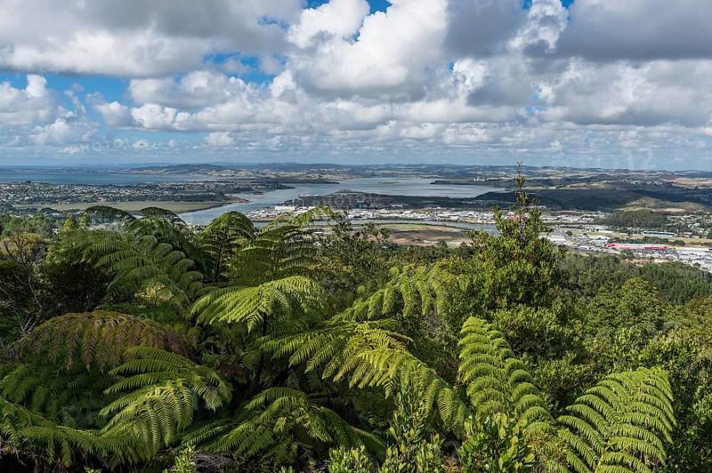 View over Whangarei River with Palm Fern (Cycadales)