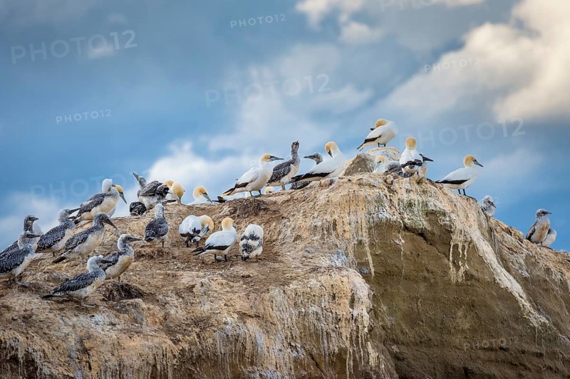 Australasian gannet (Morus serrator) on rocks