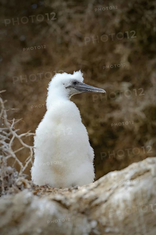 Australasian gannet (Morus serrator)