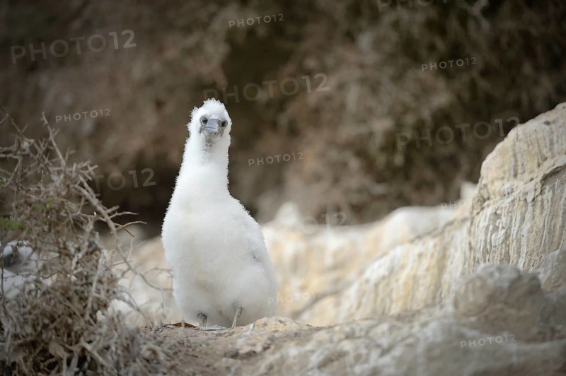 Australasian gannet (Morus serrator)