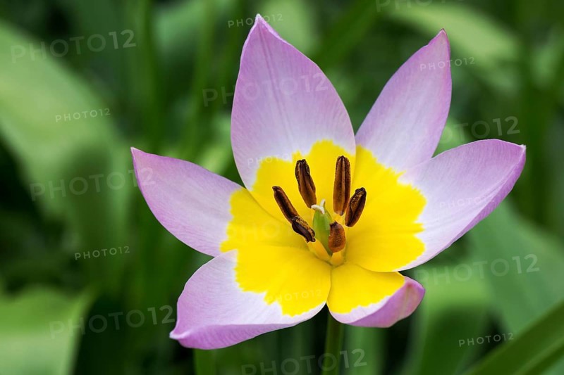 Yellow-purple tulip