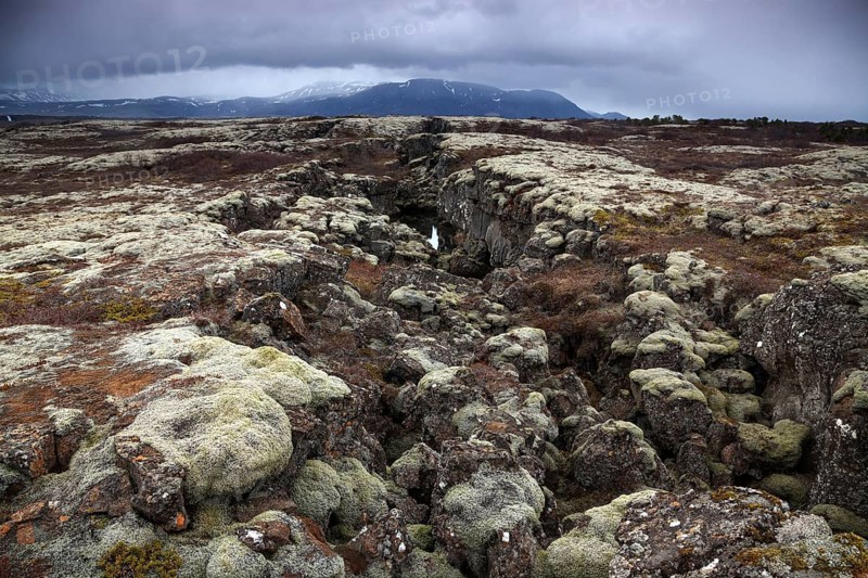 moss-covered lava rock at Thingvellir