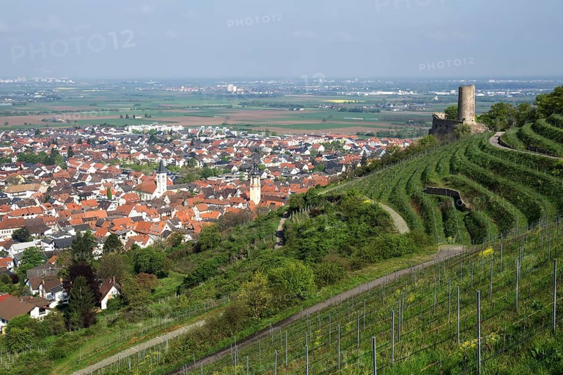 View over vineyards
