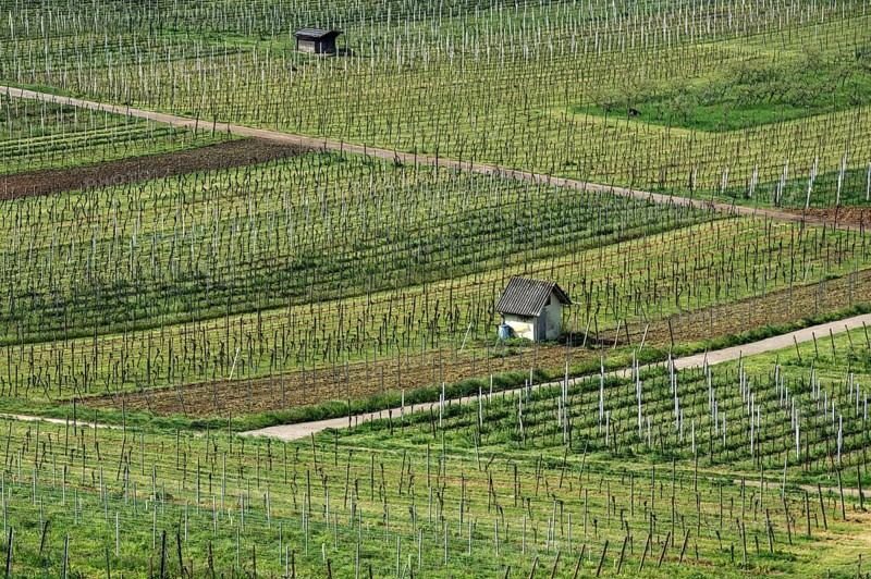 viticulture