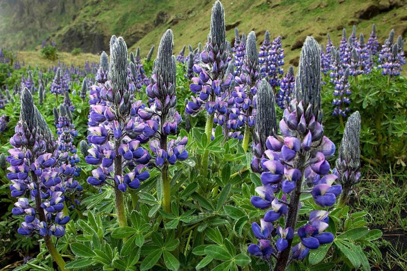 Nootka lupine (Lupinus nootkatensis) in Vik