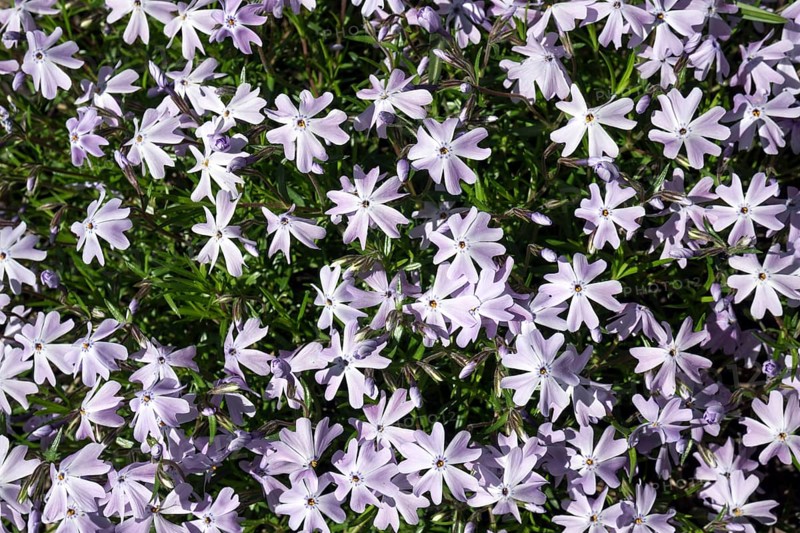Moss phlox (Phlox subulata)