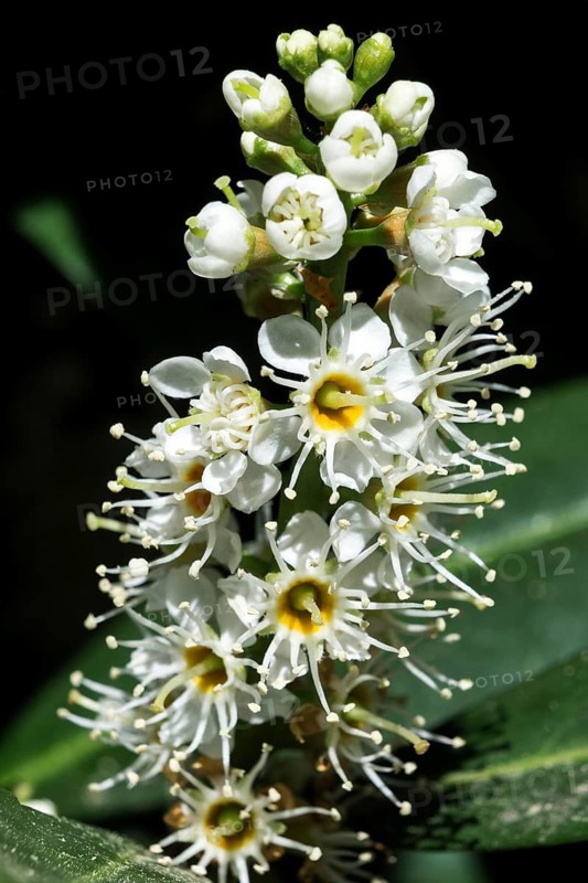 Flowering cherry laurel (Prunus laurocerasus)