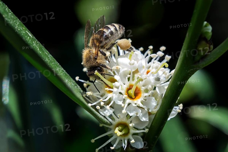Honey bee (Apis) sitting on flowering cherry laurel (Prunus laurocerasus)