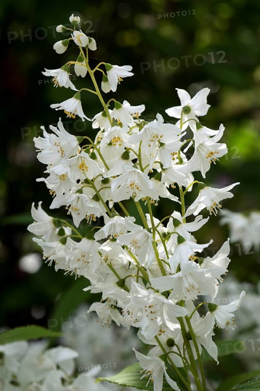 Flowers of a slender deutzia shrub(Deutzia gracilis)