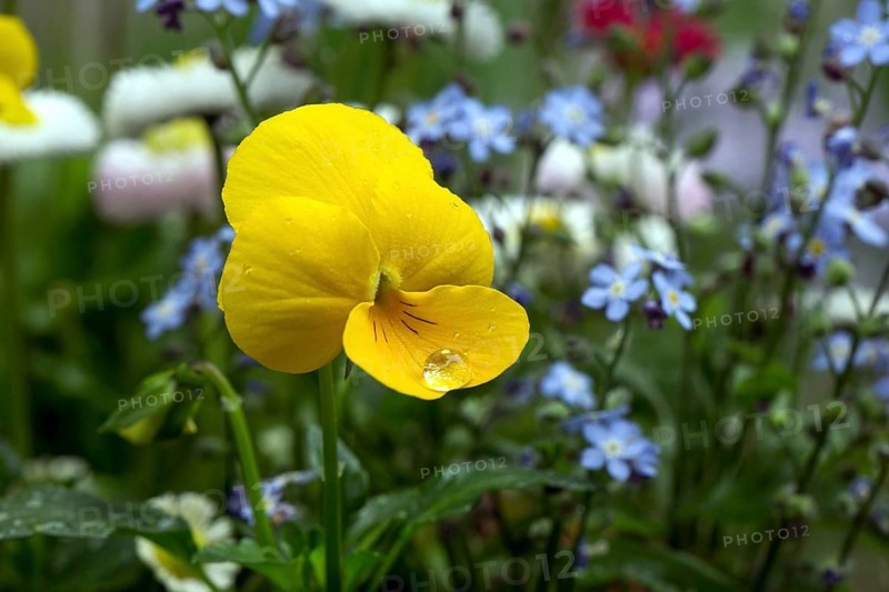 Yellow horned violet (Viola)
