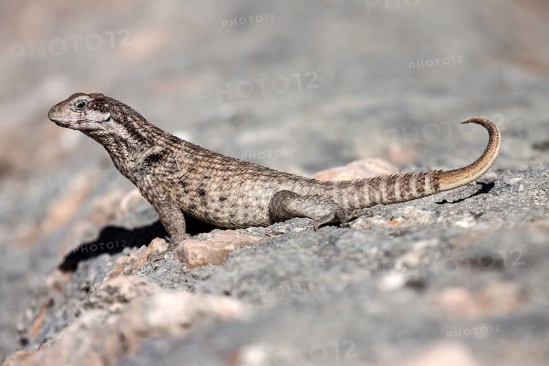 Northern curly-tailed lizard (Leiocephalus)