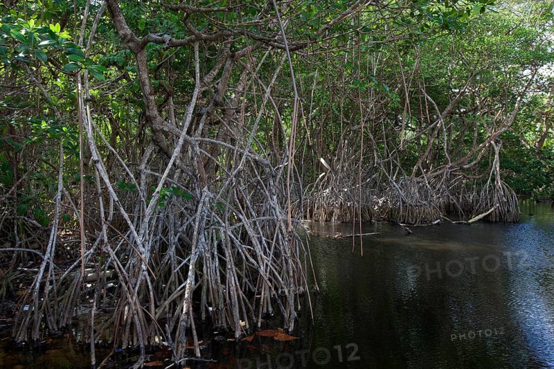 Mangroves at beach Playa Maguana in Baracoa