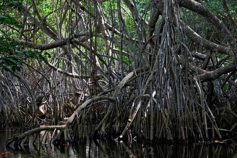 Mangroves at beach Playa Maguana in Baracoa