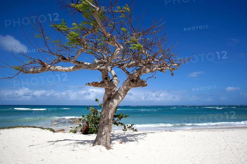Cristal blue sea and a wind swept tree at Playa Guardalavaca beach