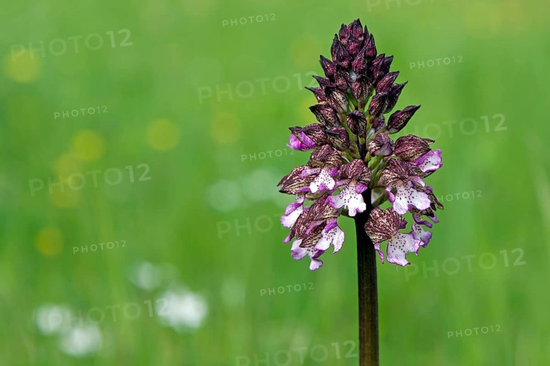 Lady orchid (Orchis purpurea)