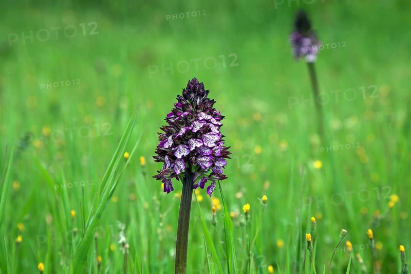 Lady orchid (Orchis purpurea)