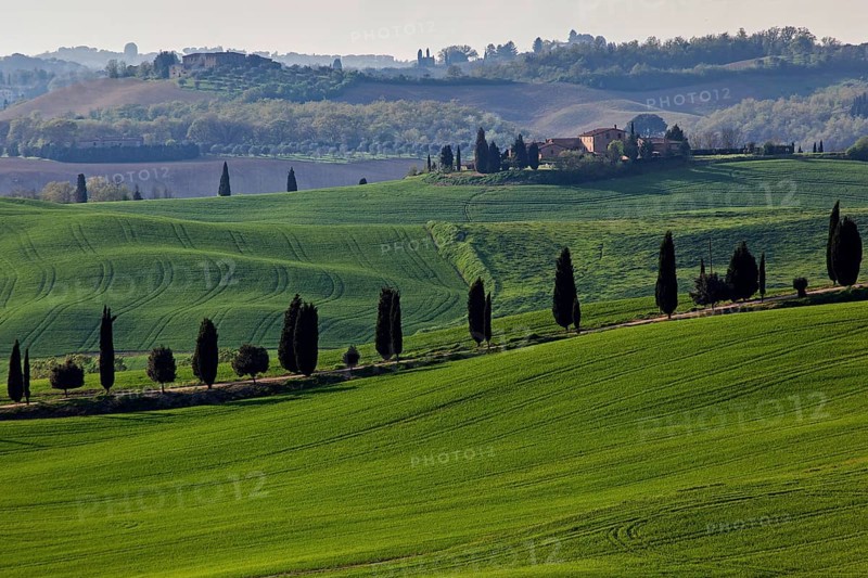 Hilly landscape with wheat fields and cypress trees
