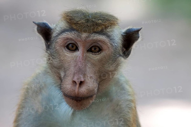 Toque macaque (Macaca sinica)