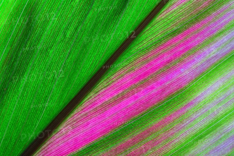 Cordyline (Cordyline)