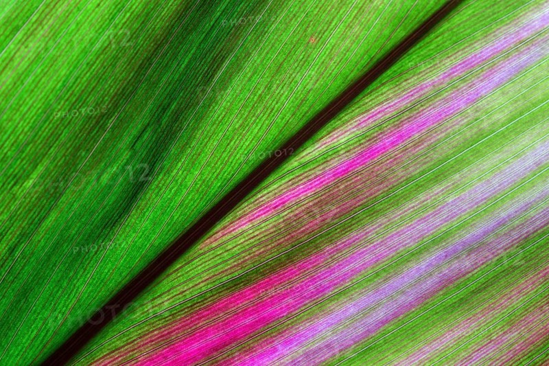 Cordyline (Cordyline)