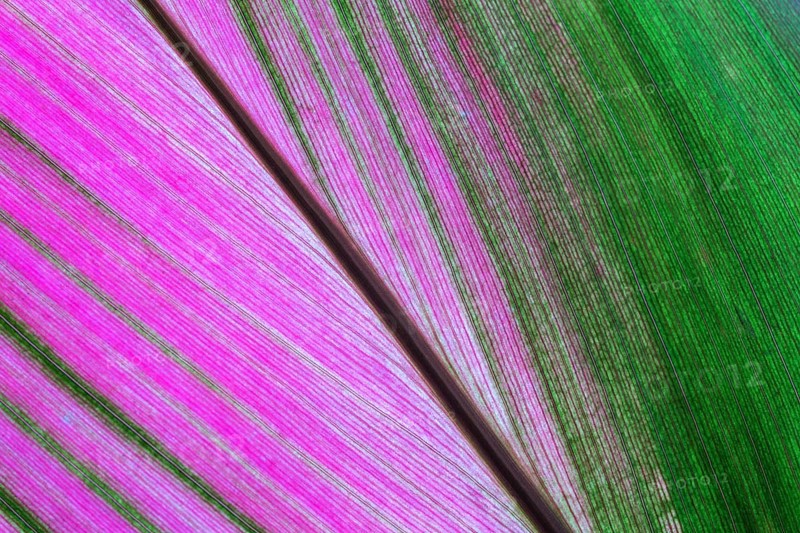 Cordyline (Cordyline)