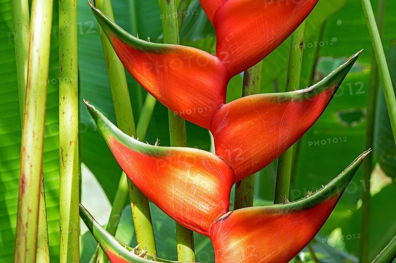 Red flower of Heliconia (Heliconia wagneriana)