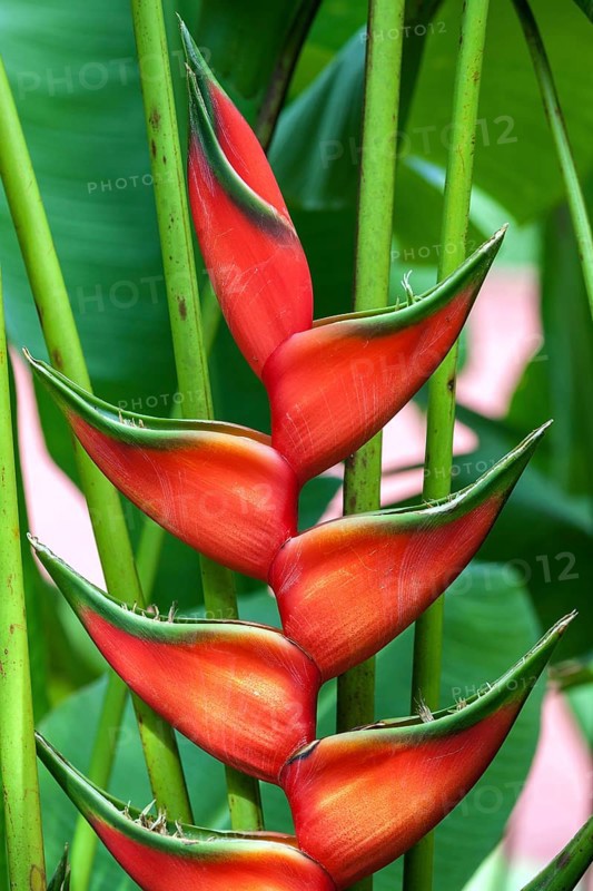 Red flower of Heliconia (Heliconia wagneriana)