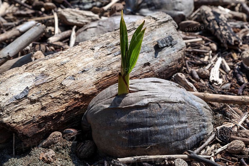 Freshly germinated coconut on the beach Playa Espadilla