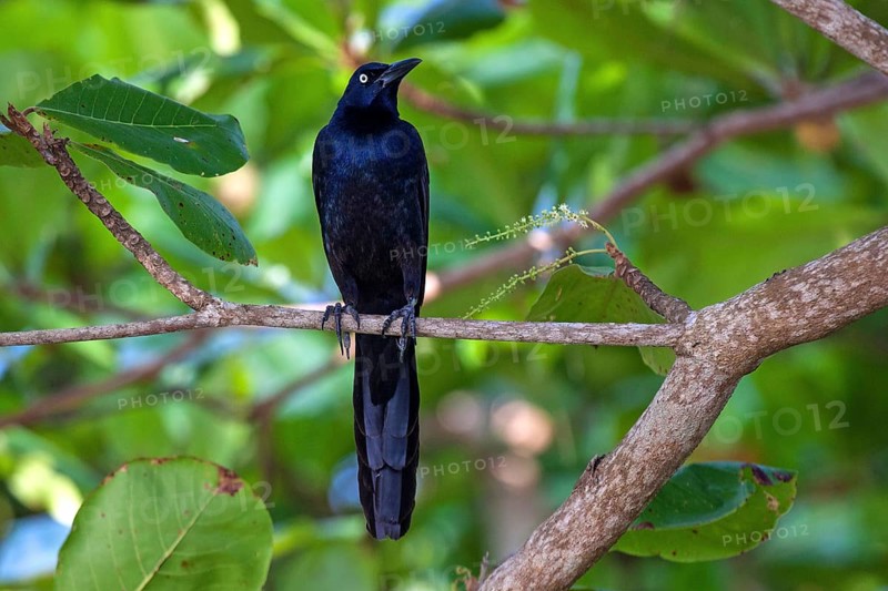 Great-tailed grackle (Quiscalus mexicanus)