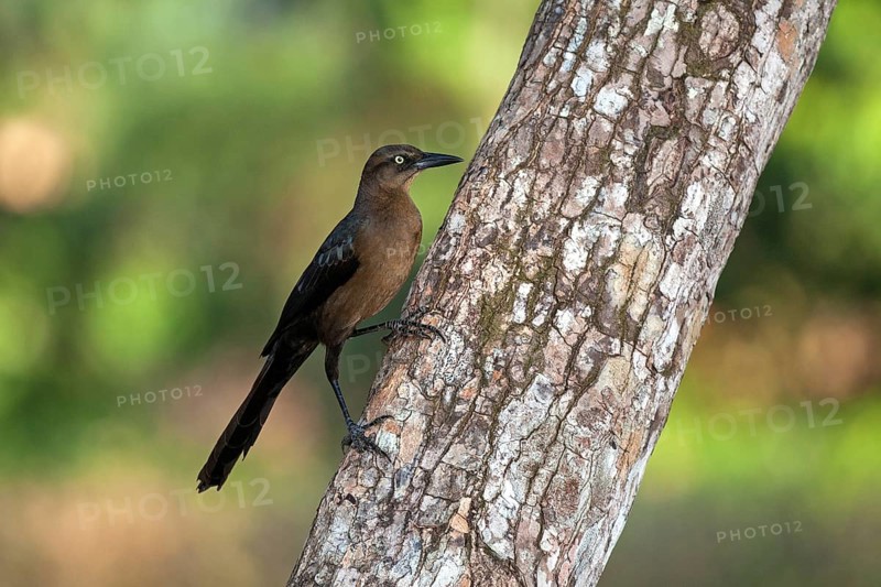 Great-tailed grackle (Quiscalus mexicanus)