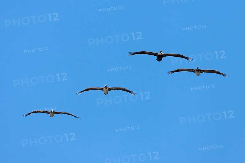 Four Brown Pelicans (Pelecanus occidentalis) gliding