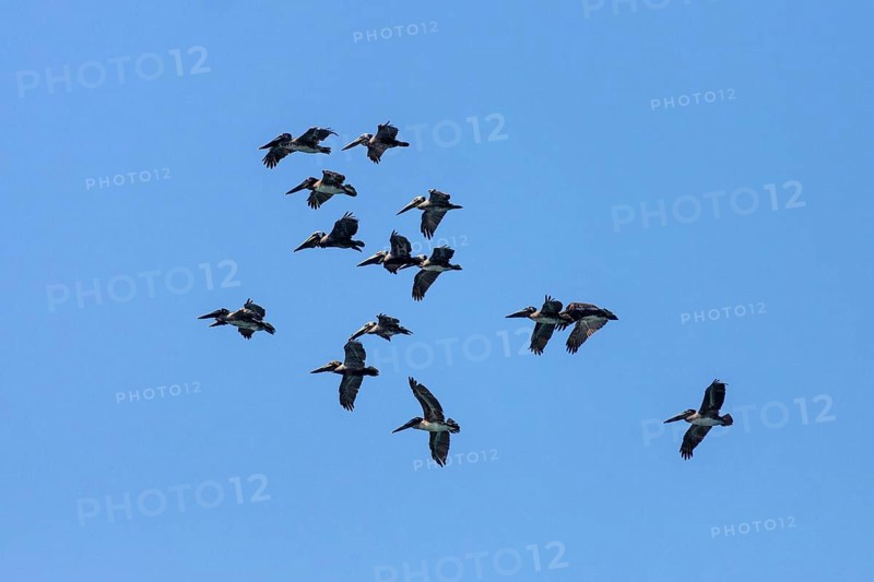 Brown Pelicans (Pelecanus occidentalis) in flight
