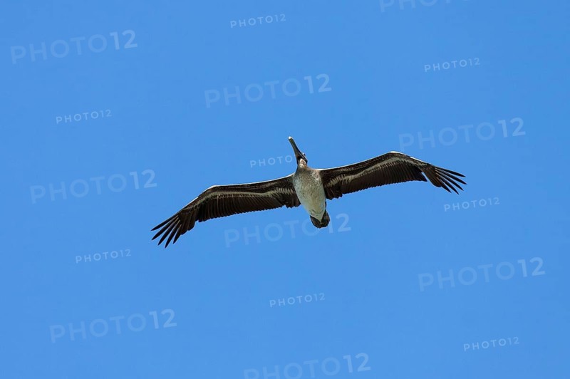 Brown Pelican (Pelecanus occidentalis) gliding