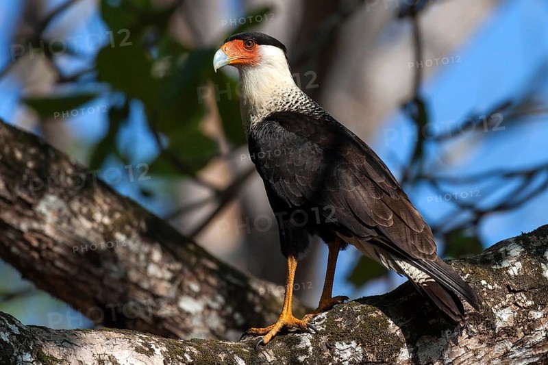 Southern crested caracara (Caracara plancus) sits on branch