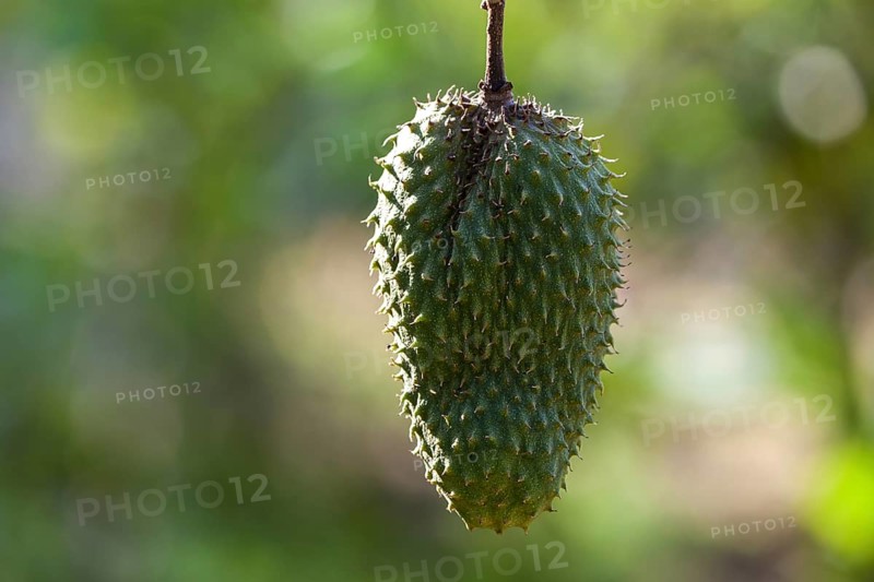 Soursop (Annona muricata)
