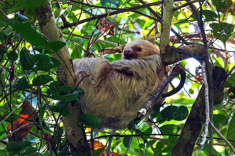 Two-toed sloths (Choloepus) sleeps in the tree