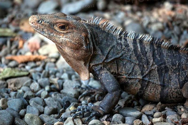 Black spiny-tailed iguana (Ctenosaura similis)