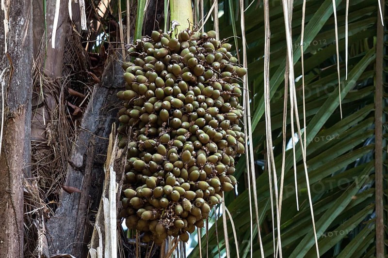 Seeds