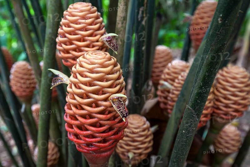 Ginger (Zingiber spectabile)