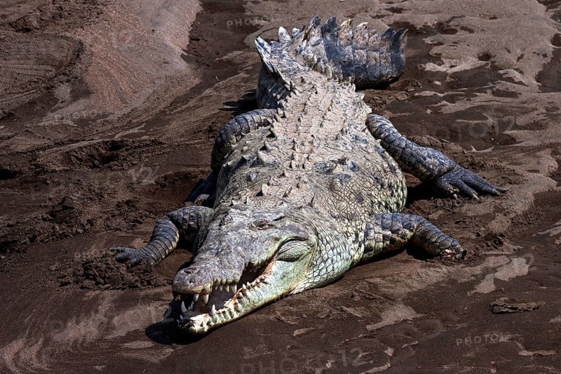 American crocodile (Crocodylus acutus) on sandbank at Rio Tarcoles