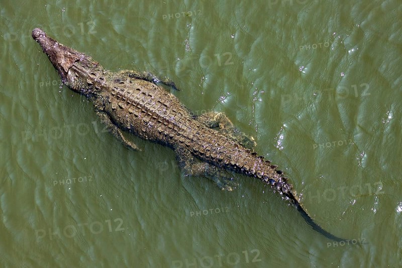 American crocodile (Crocodylus acutus) swims in water