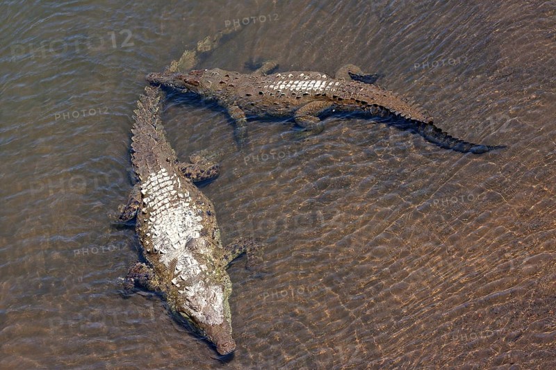 American crocodiles (Crocodylus acutus) rest in the water