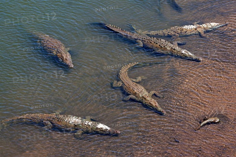 American crocodiles (Crocodylus acutus) rest in the water