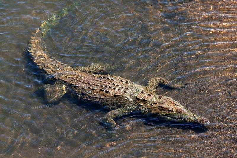 American crocodile (Crocodylus acutus) rests in water